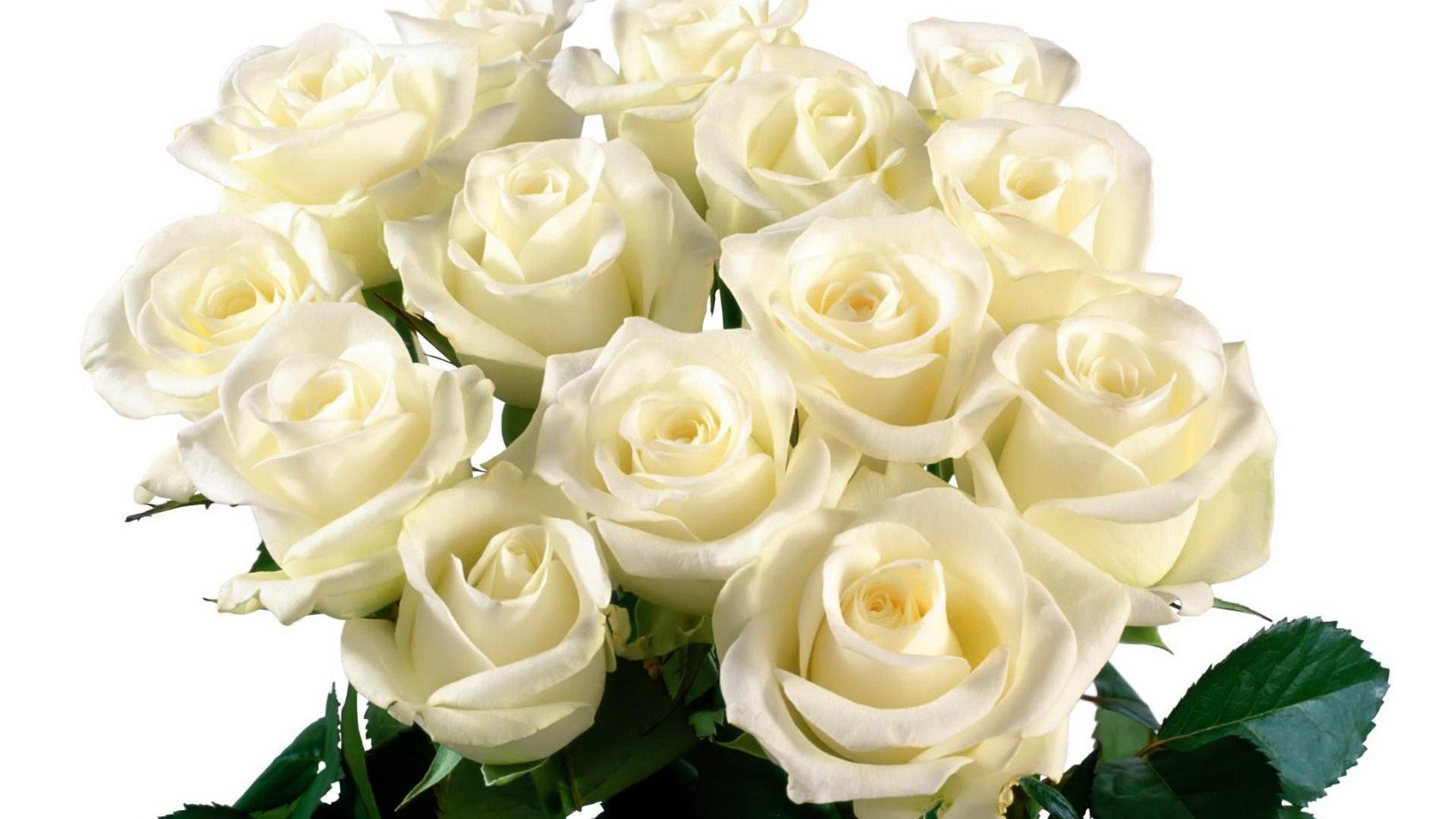 Beautiful white roses on a white background wallpapers and images 1920x1080