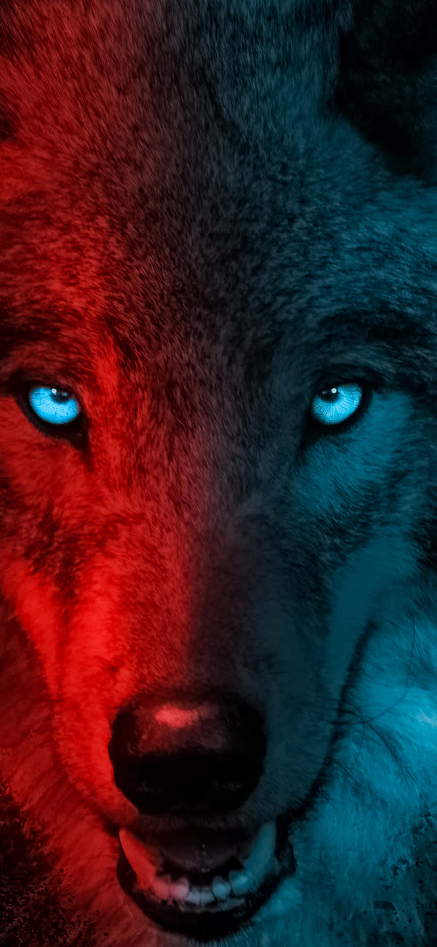 Animals iPhone Wallpaper