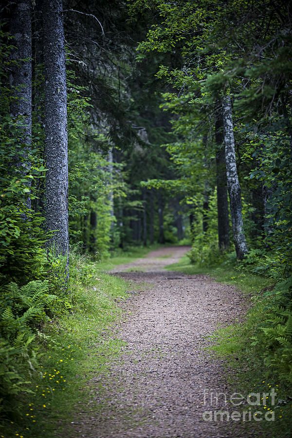 Path In Dark Forest Photograph By Elena Elisseeva Usman