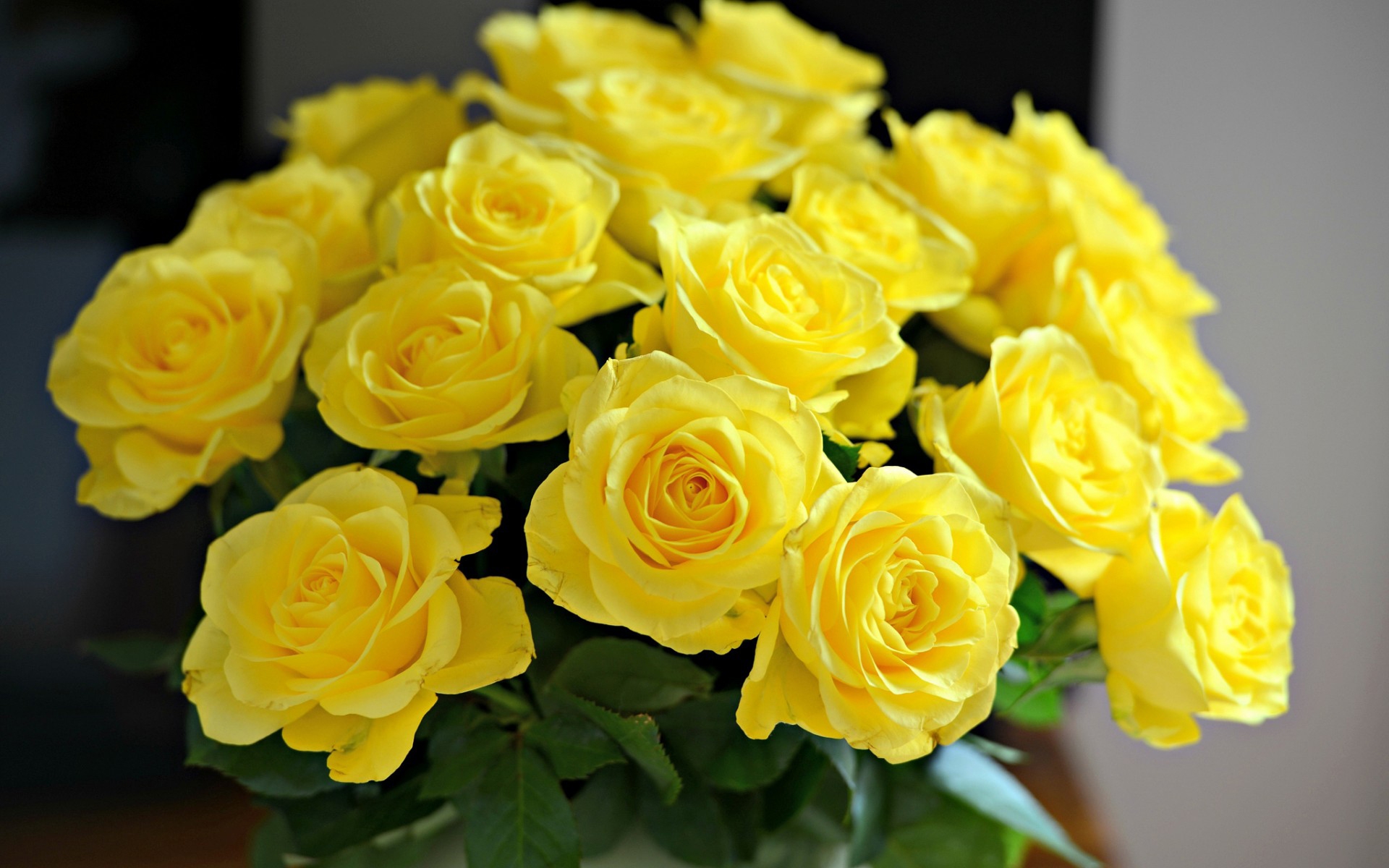 Beautiful Yellow Roses Widescreen HD Wallpaper