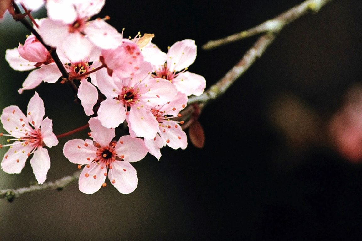 Cherry Blossom Flower Desktop Background House