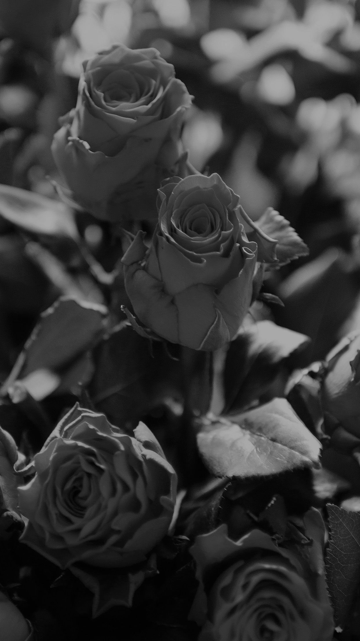 Black Roses iPhone Wallpaper On