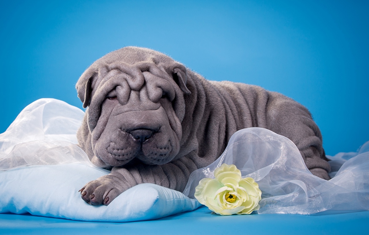 Image Puppy Shar Pei Dogs Grey Animals