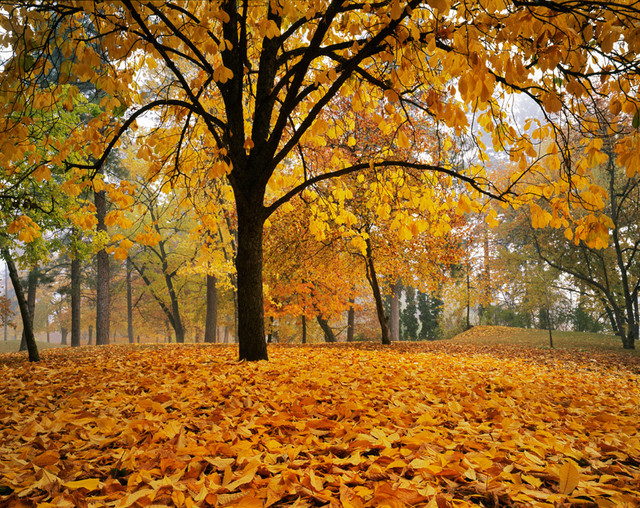 Free download Autumn in Manito Park Spokane Wall Mural Rustic Wall ...