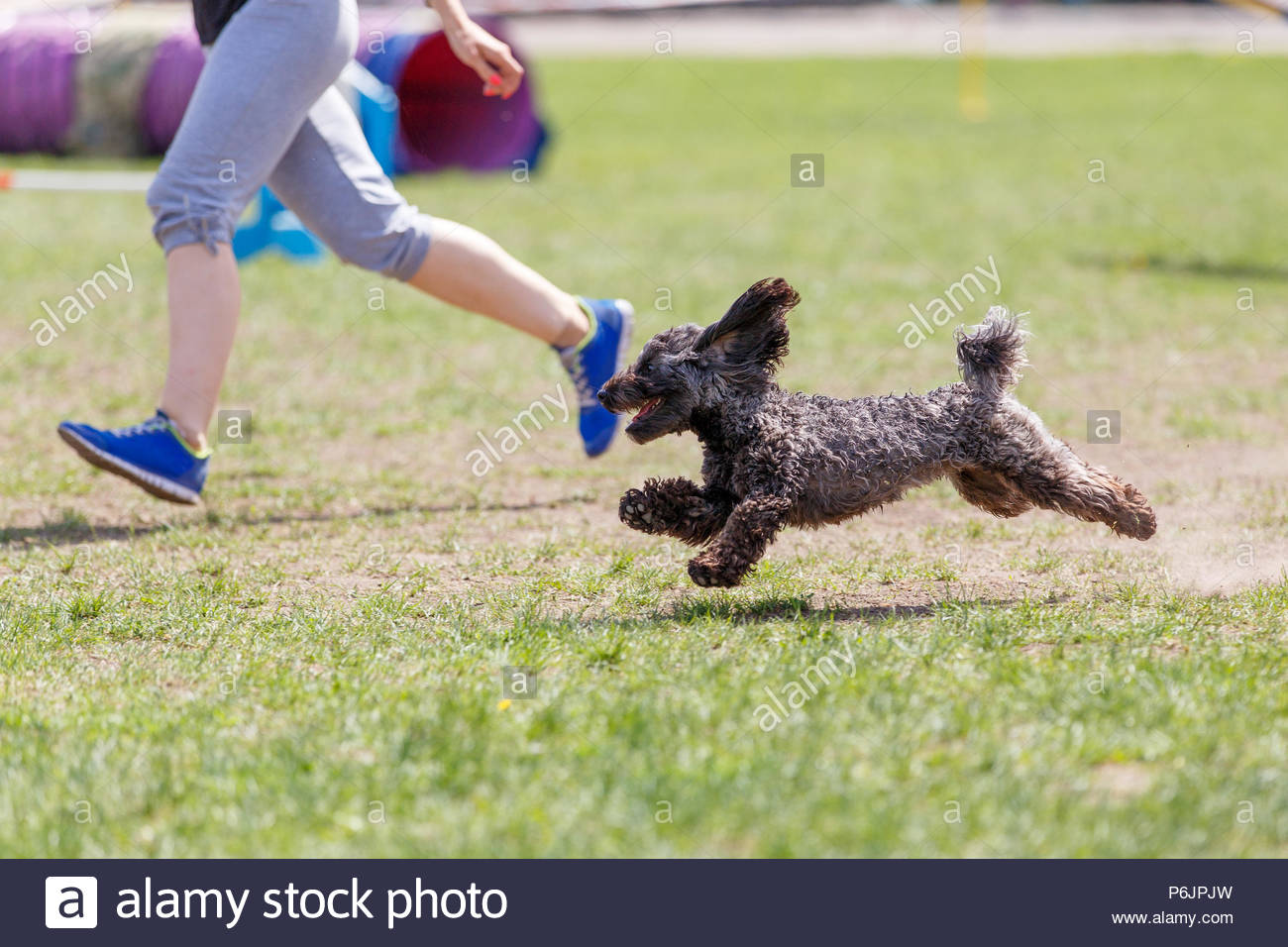 Running Dog On Its Course In Agility Petition Abstract
