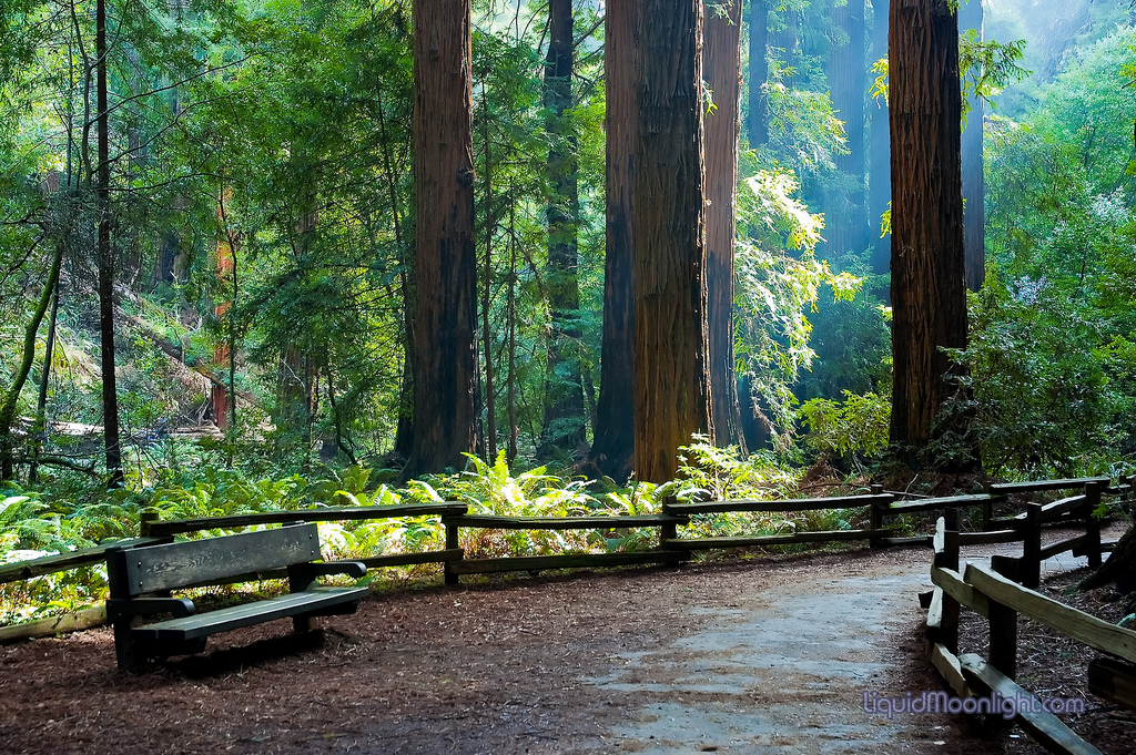 My Quiet Place Muir Woods National Monument California