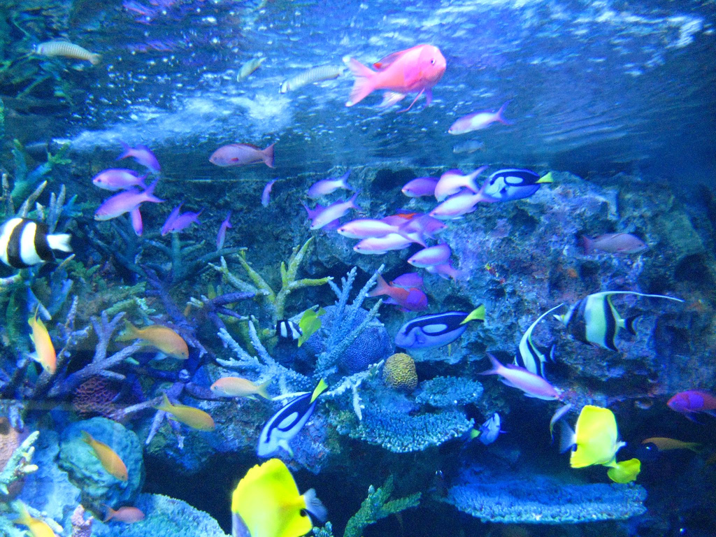Coral Reef And Tropical Fish HD Desktop Wallpaper