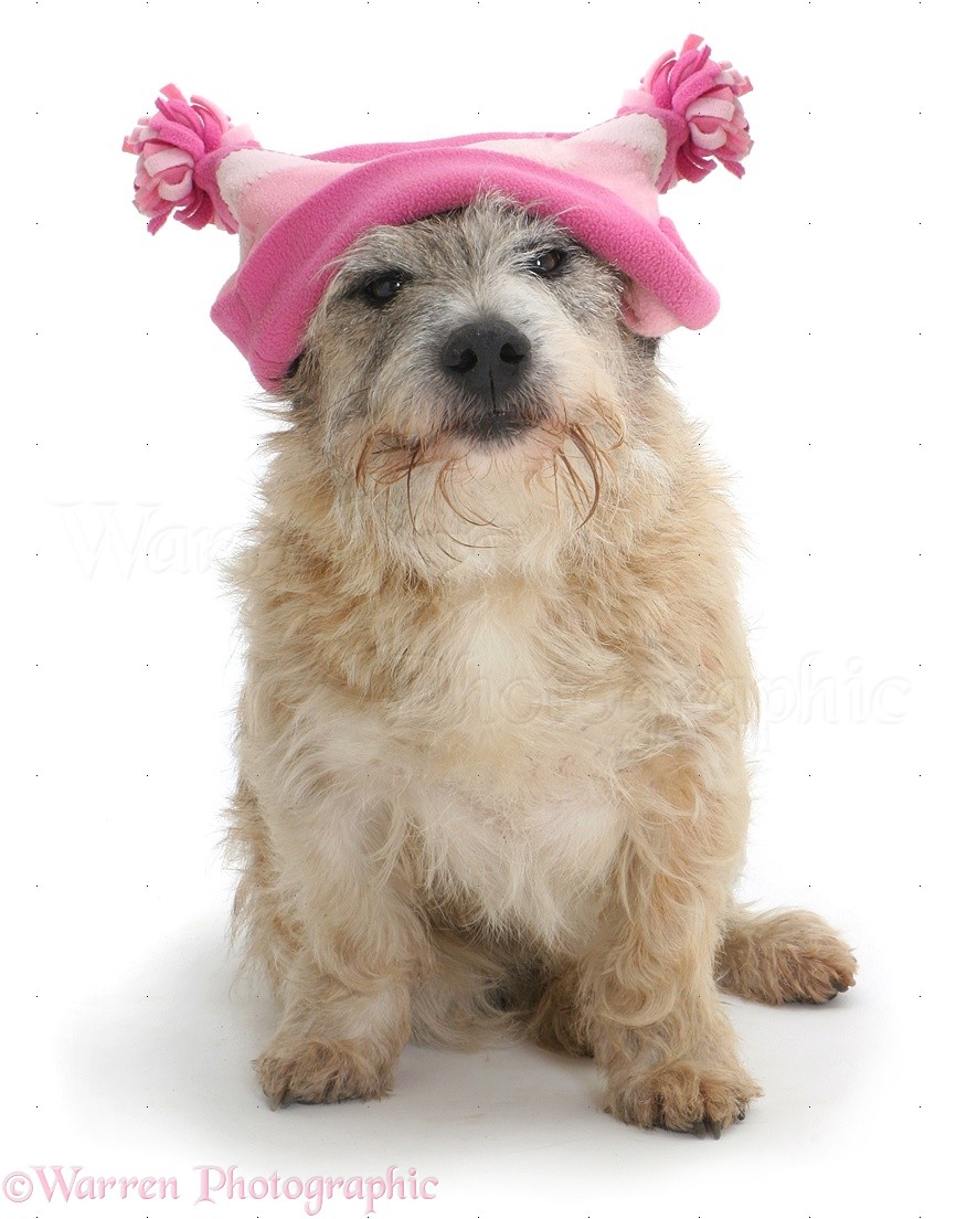 Wp08605 Patterdale X Jack Russell Terrier Jorge Wearing A Pink Hat