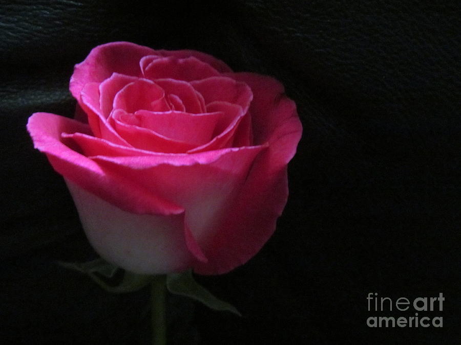 Dark Pink Rose On Black Background Photograph by Tina M Wenger