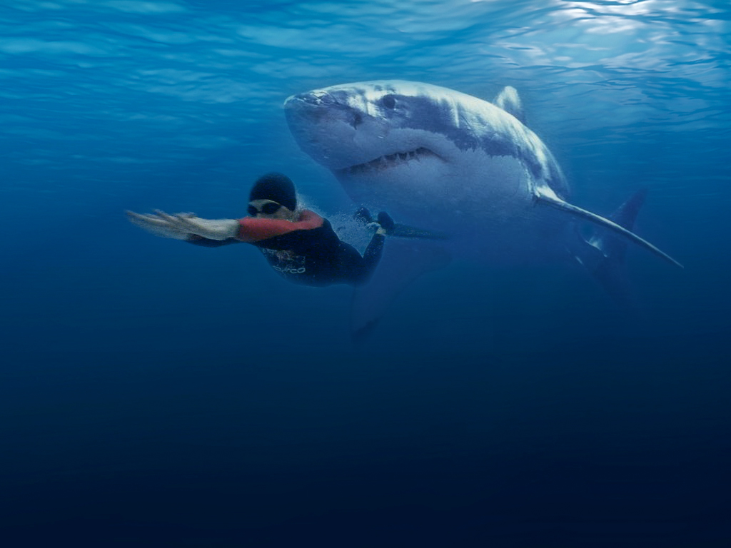 Amazing Things Pictures Image And Wallpaper White Shark