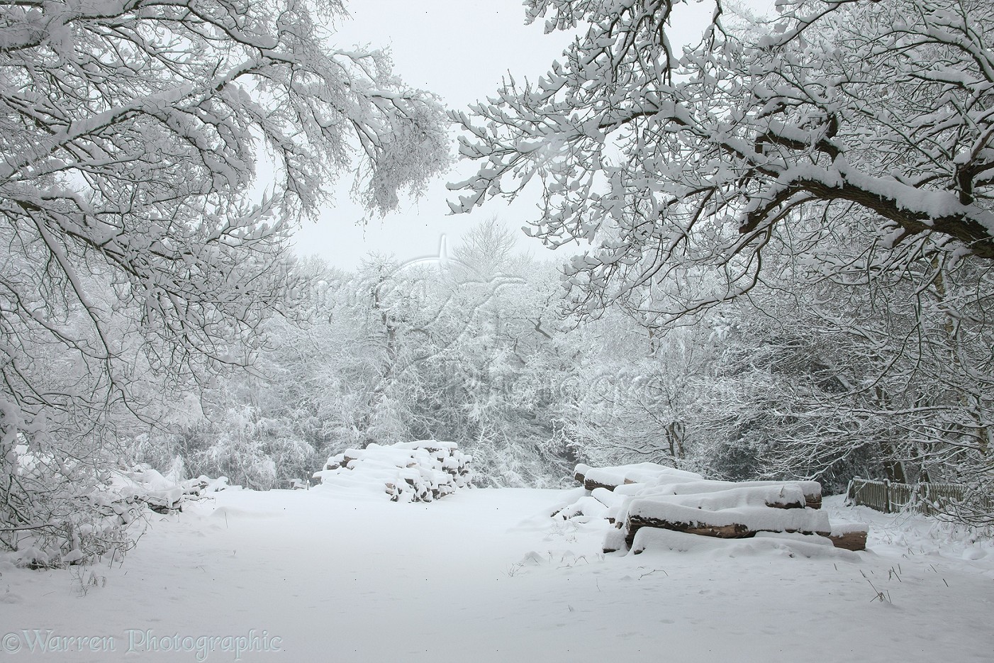 Wp27512 Albury Heath Snow Scene Surrey England