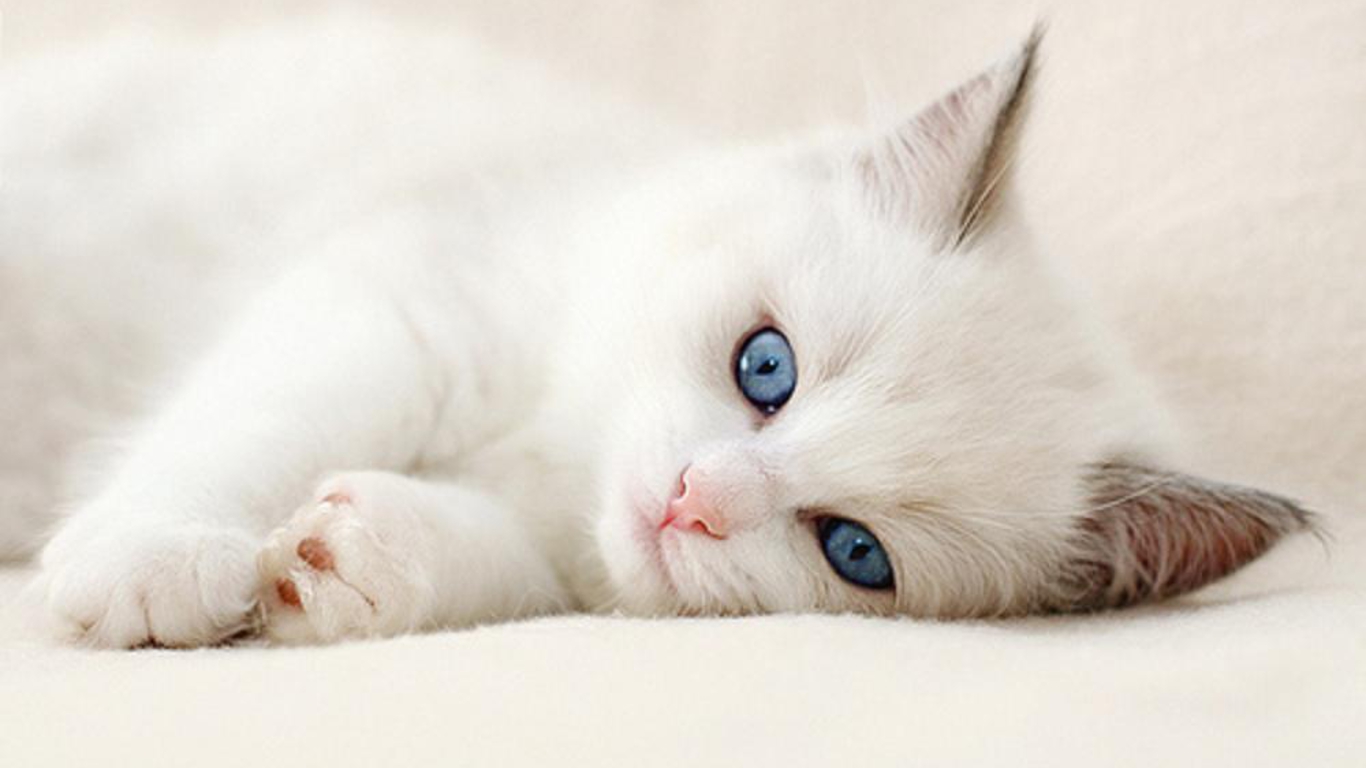 Cute White Cat Wallpaper Full HD Pictures