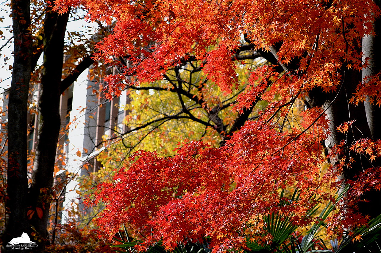 Fall Foliage Wallpaper   Desktop Backgrounds