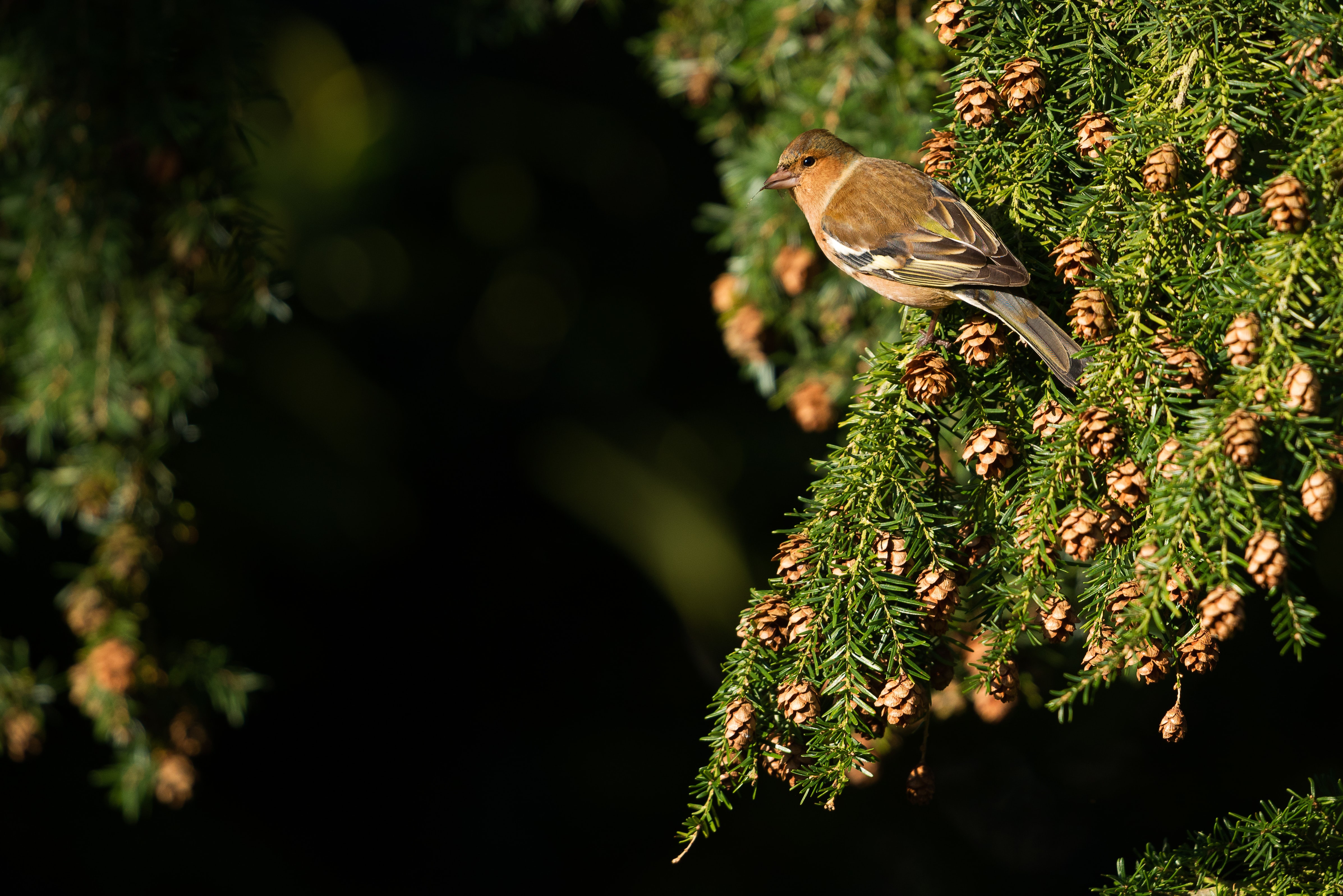 Pine Cone Branch Passerine Crossbill Animal Bird 4k Ultra HD Wallpaper