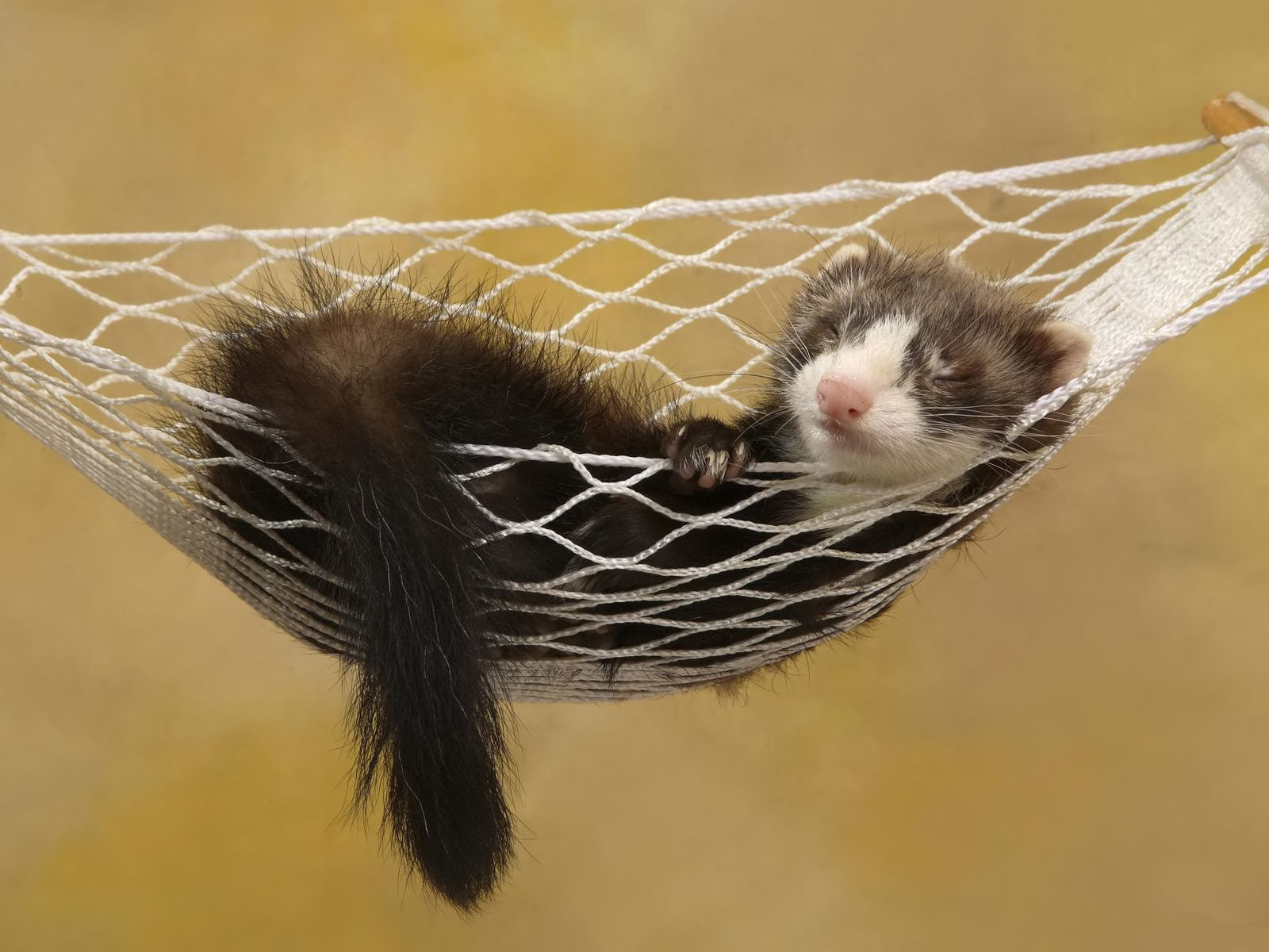 Ferrets Wallpaper Pets Cute And Docile