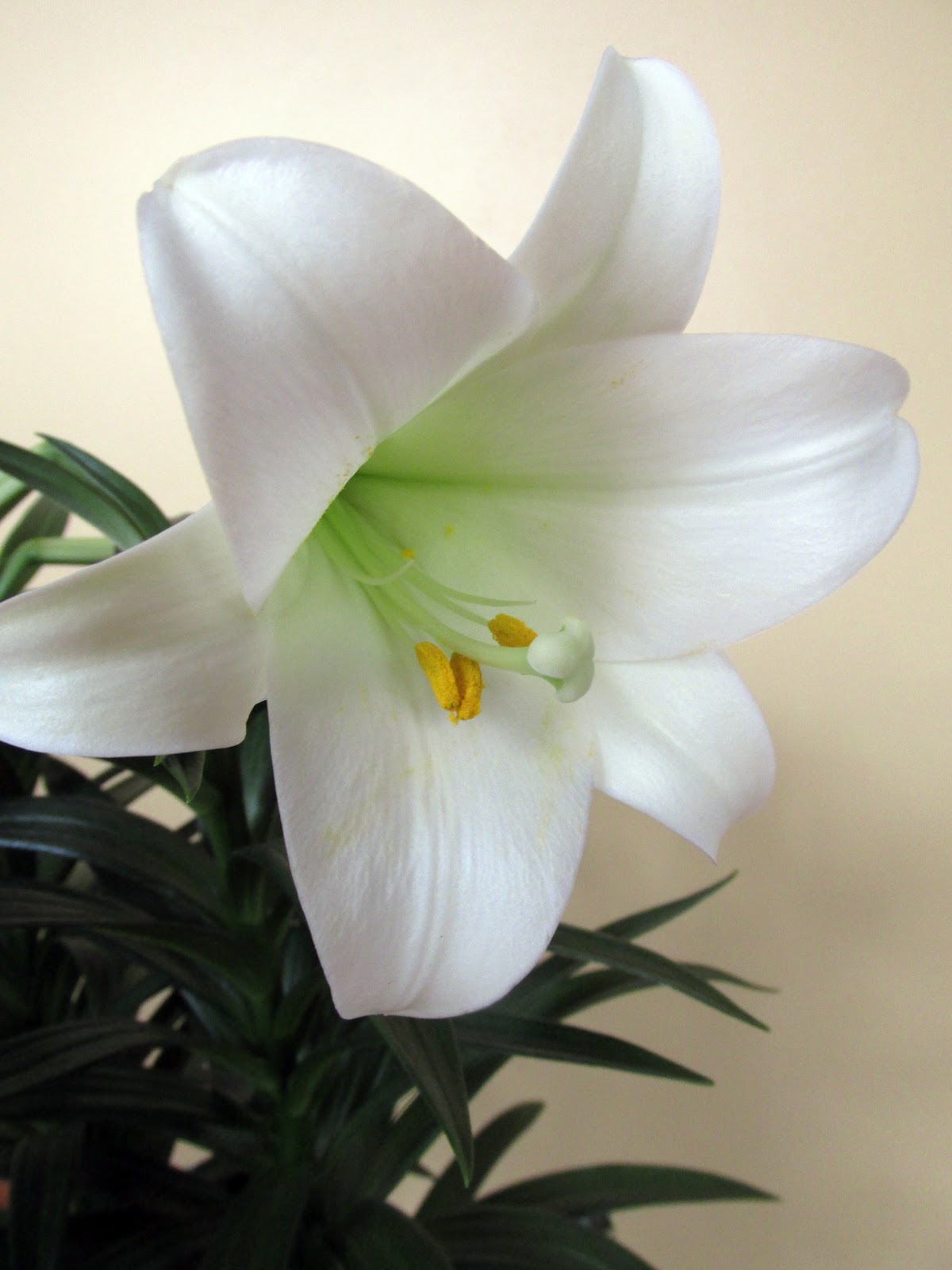 Easter Religious Background Lily Wallpaper