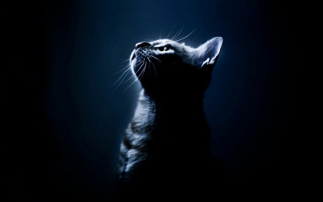 Black Cat Android iPhone Desktop HD Background
