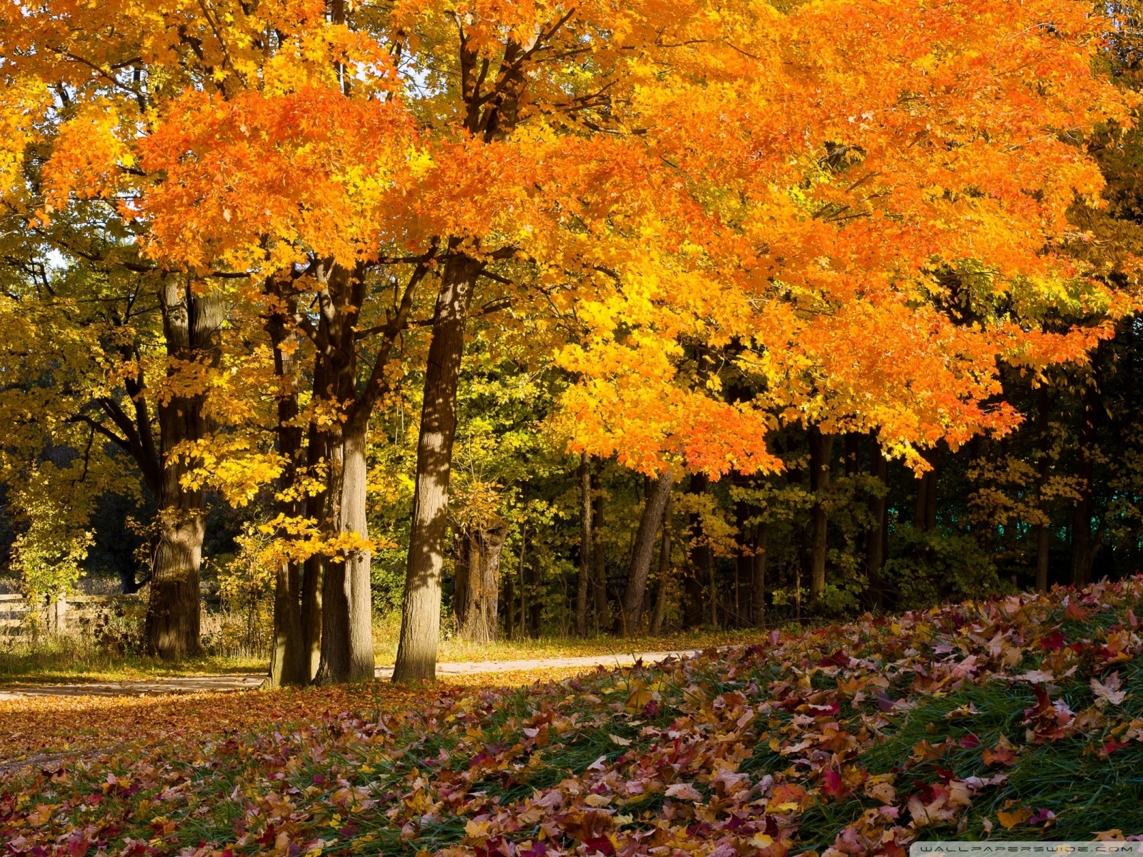 Autumn Scene Background Wallpaper For Desktop
