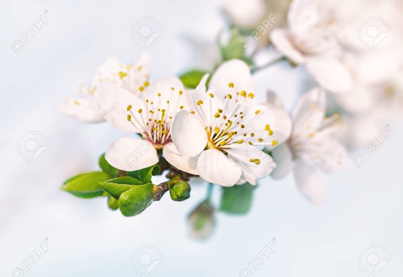 Springtime Background Soft Focus Image Of Spring Flowers Blossom