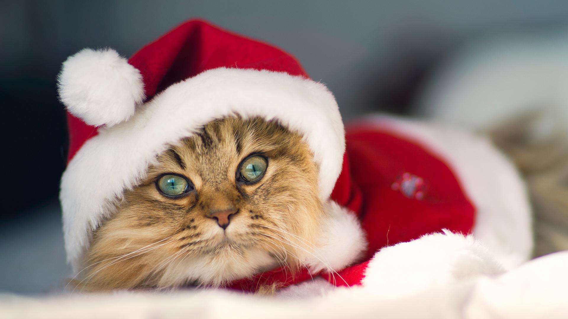 Christmas Cat Pictures Wallpaper9