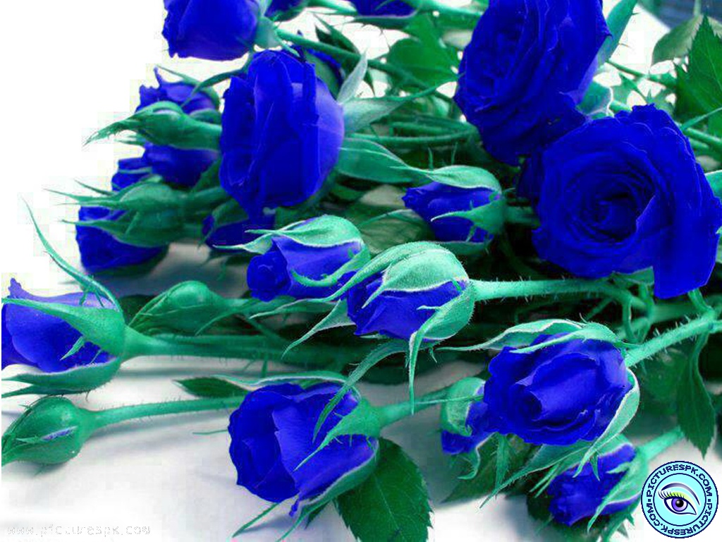 Rosa Bild: Blue Rose Wallpaper Image Download