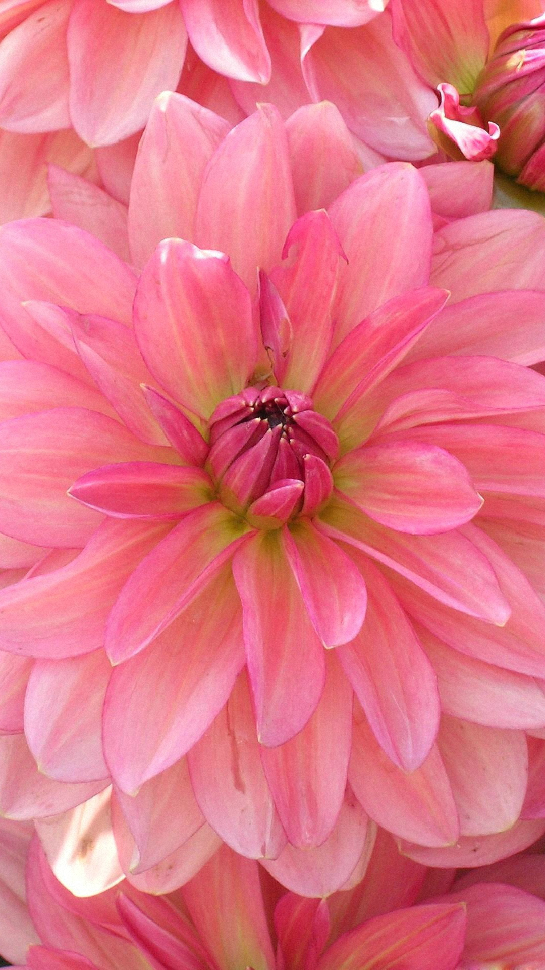 Flower iPhone Wallpaper