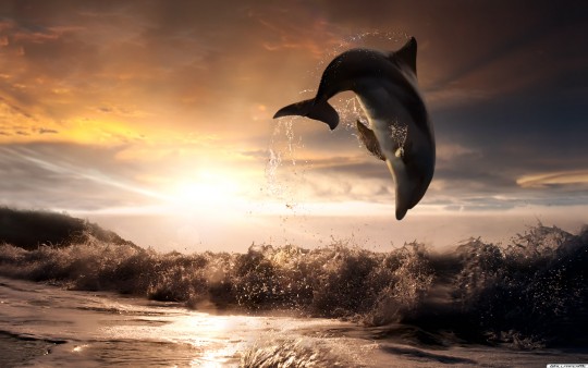 Sunset Dolphin Wallpaper Wallpaperme Hintergrundbilder
