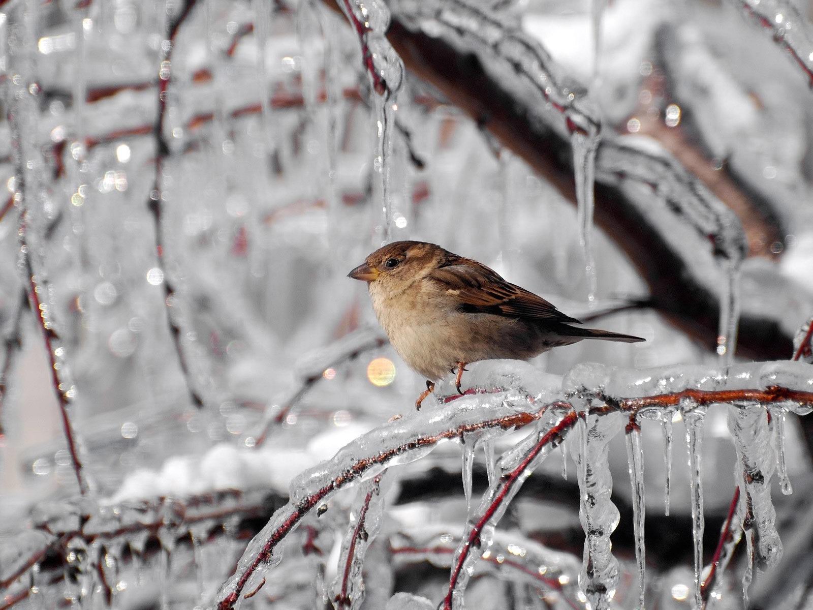 iPad HD Bird On The Tree In Winter