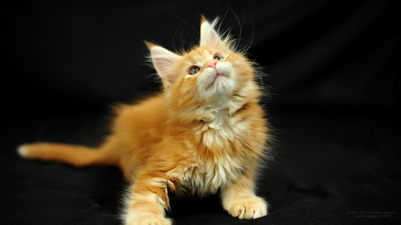 Image Wallpaper Funny Cat Maine Coon Lol Cats