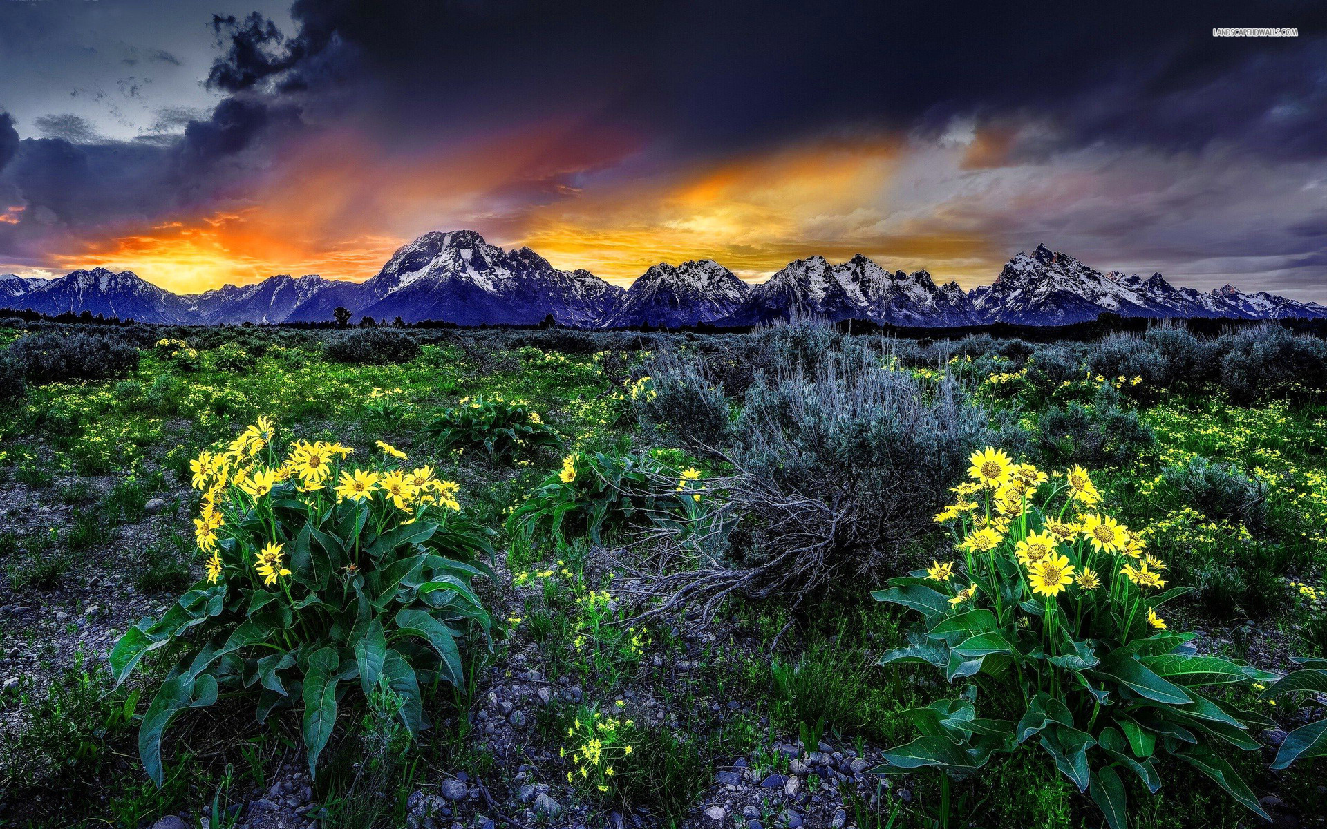 Mountain Yellow Flowers Sunset Wallpaper