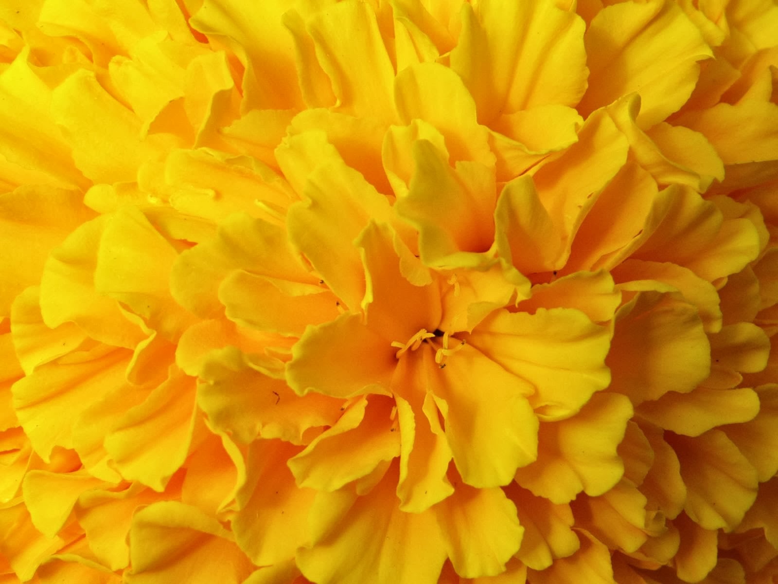 Free download yellow flower wallpaper 9790 hd desktop wallpaperjpg