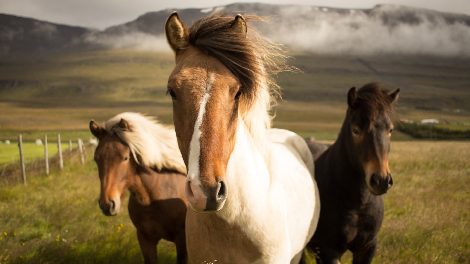 Iceland Horses HD Wallpaper Stream