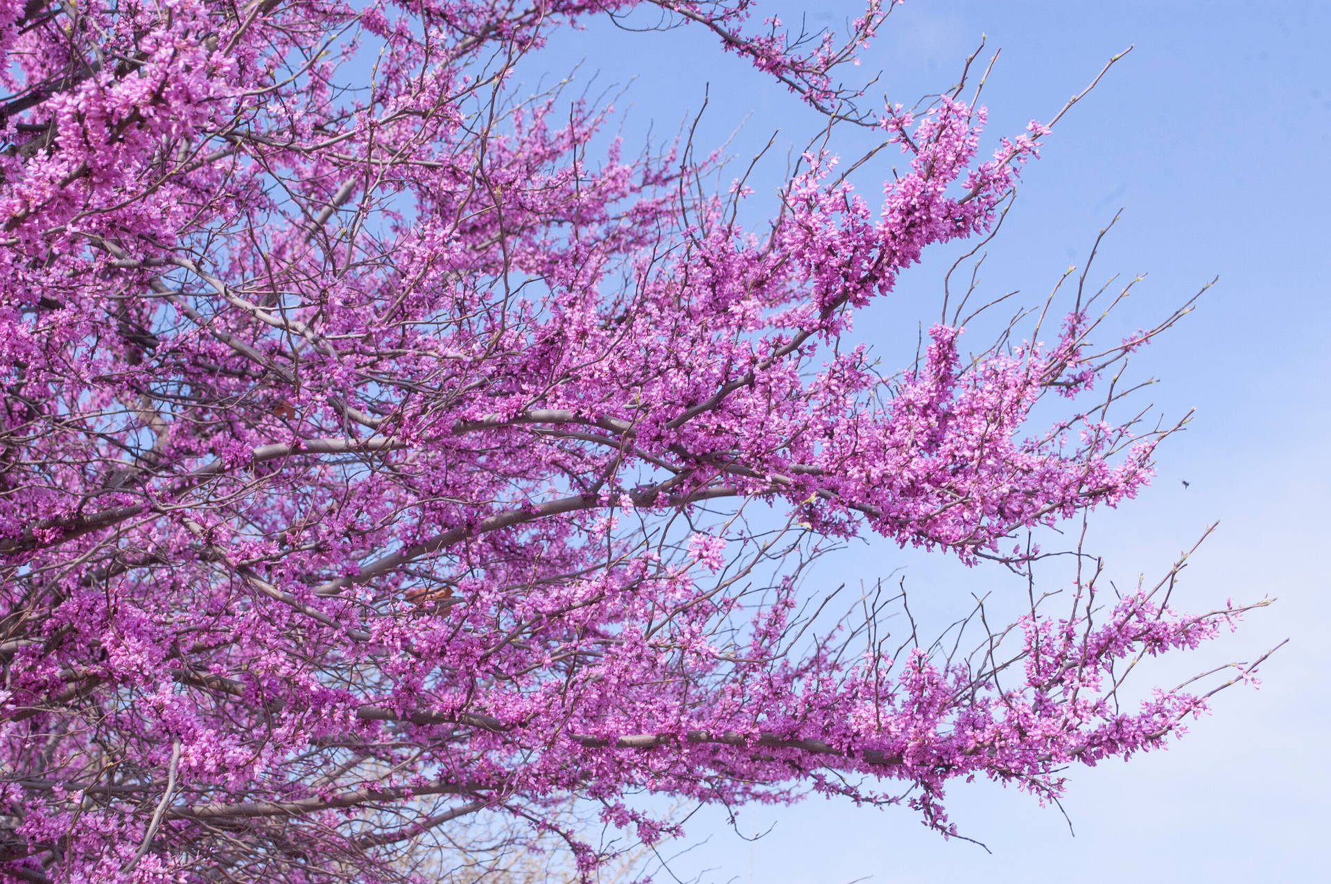 Top Purple Tree Wallpaper Full HD 4k To Use