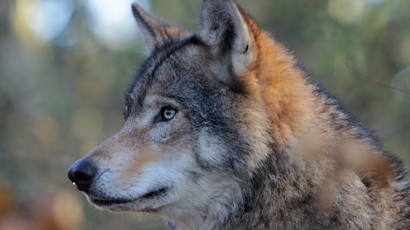 Wallpaper Wolf Predator Dog Muzzle Eyes Laptop