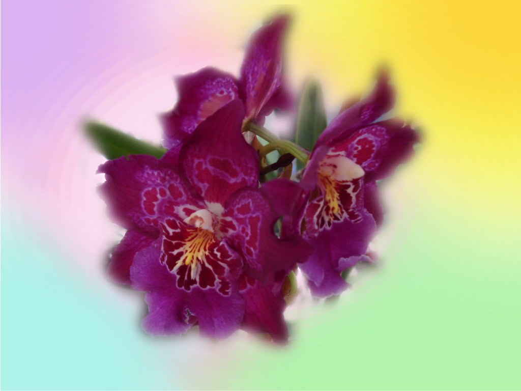Orchid Flowers Wallpaper Beautiful Tropical