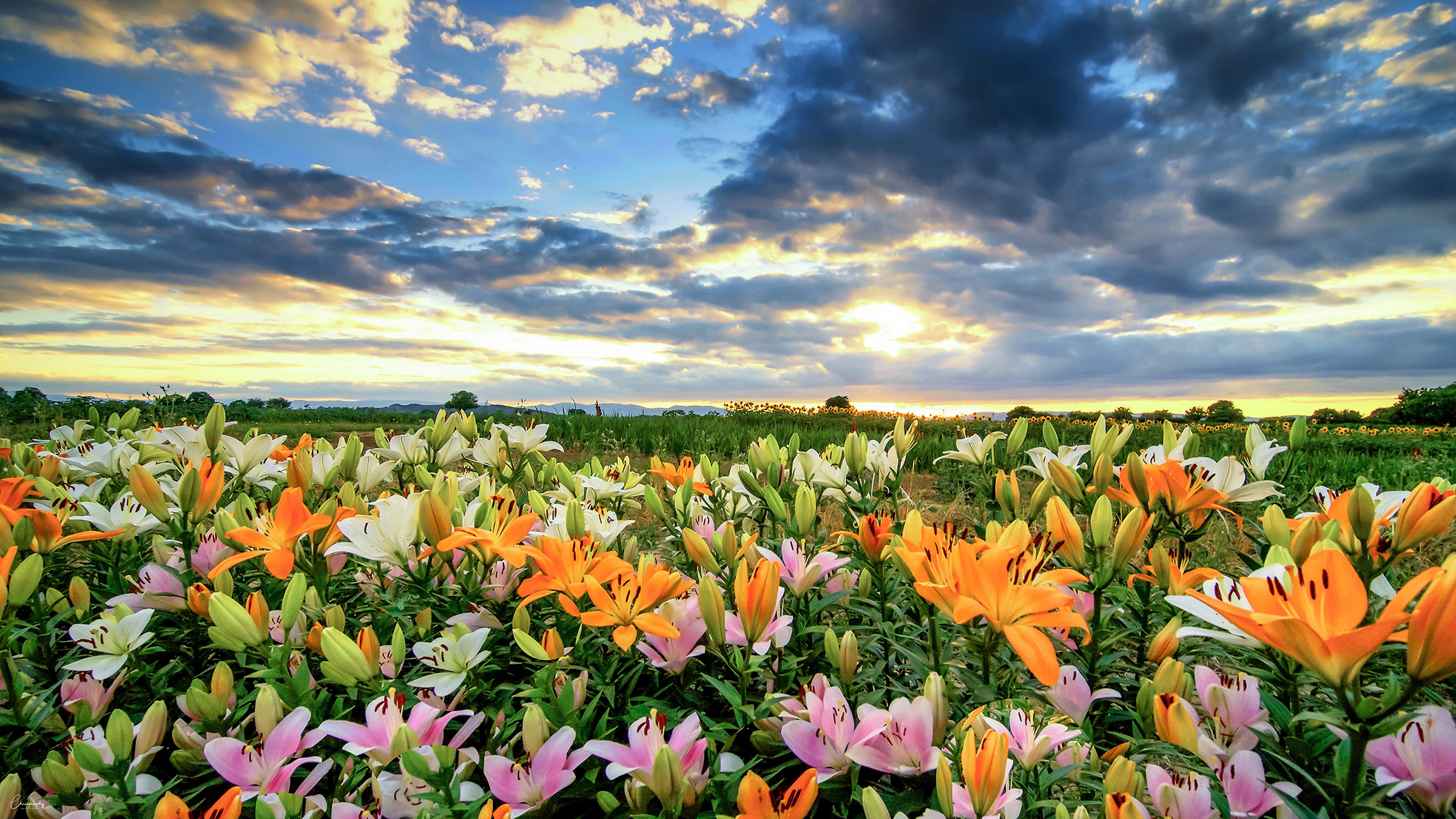 Field Colorful Colors Flower Nature Lily 4k Ultra HD Wallpaper