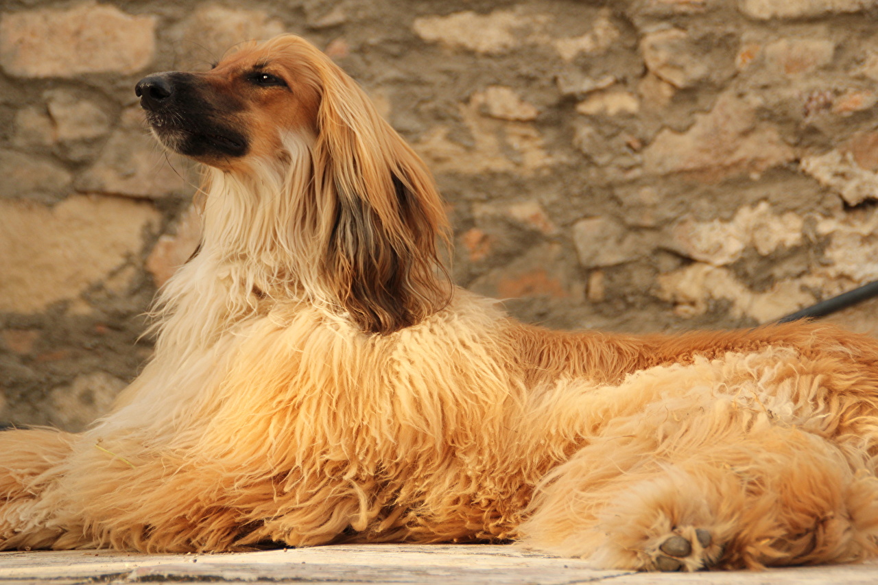 Photos Sighthound Afghan Hound Dogs Ginger Color Animals
