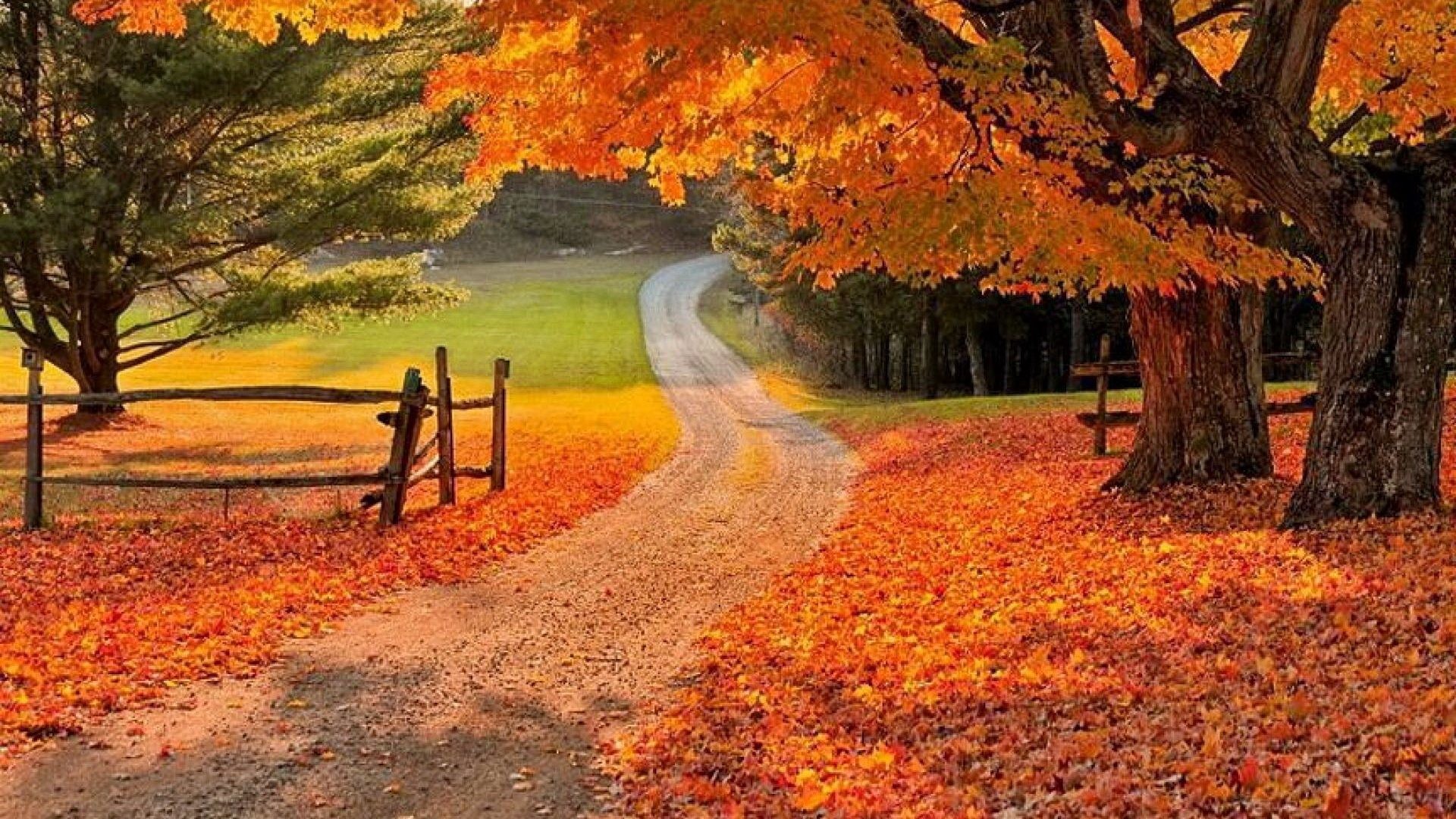 Beautiful Fall Background Wallpaper