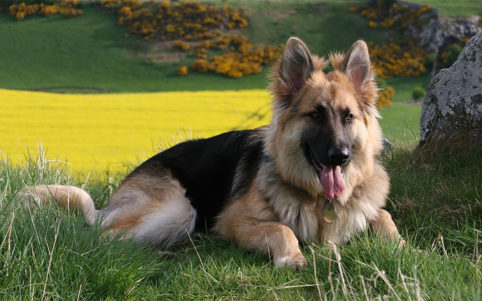 German Shepherd Dog HD Wallpapers 2013 All About HD Wallpapers