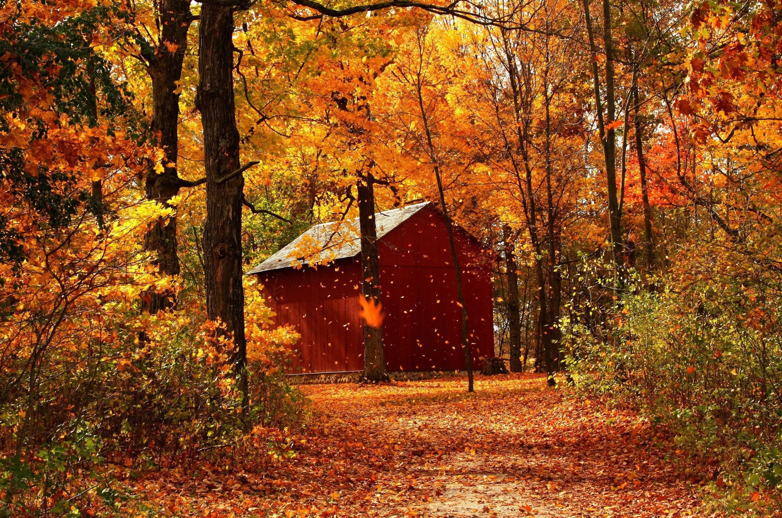 Autumn Beautiful Beauty Colorful Colors Cottage Forest