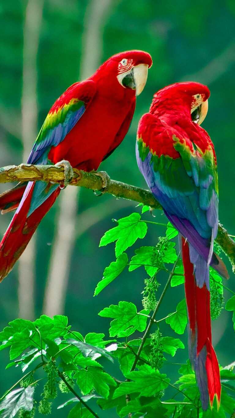 Parrot Wallpaper