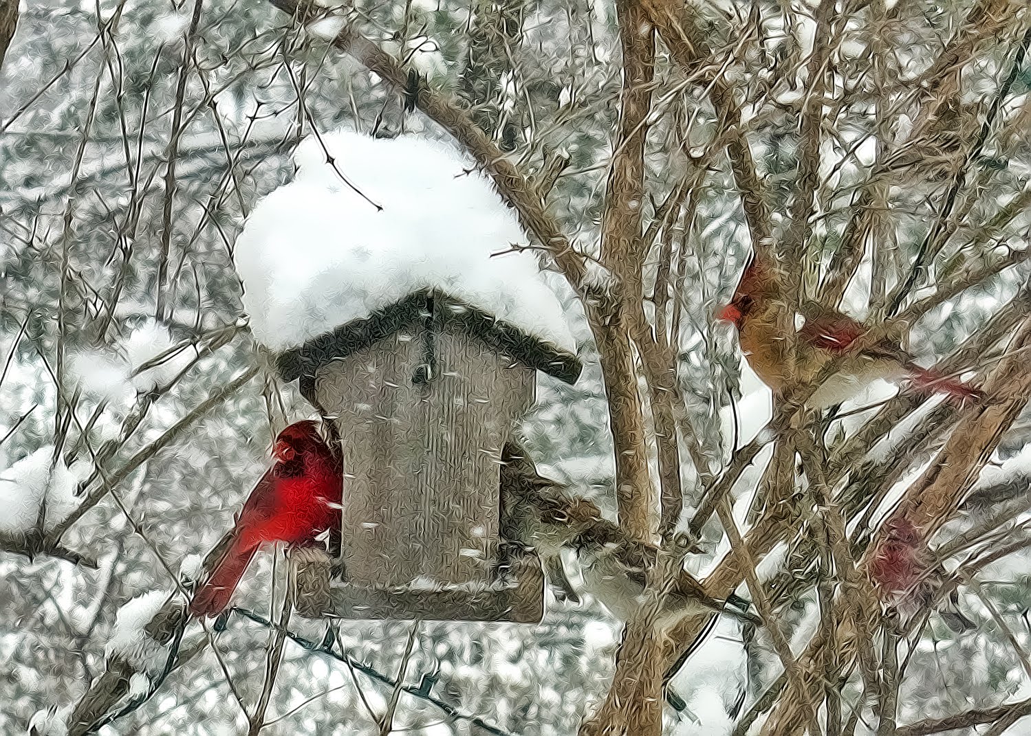 Winter Cardinal Wallpaper Pictures