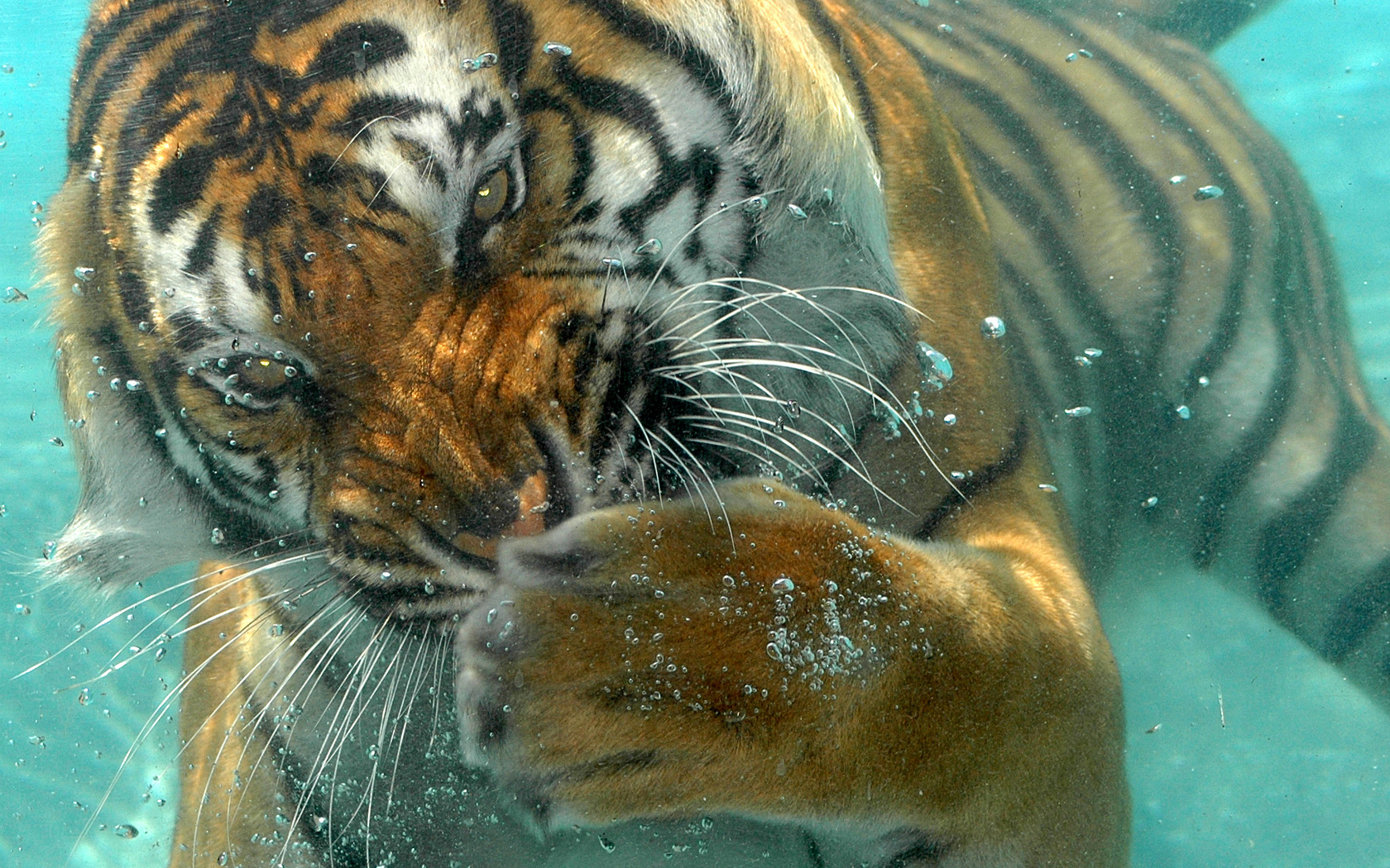 Underwater Wallpaper Tiger Ocean Striped Predator HD