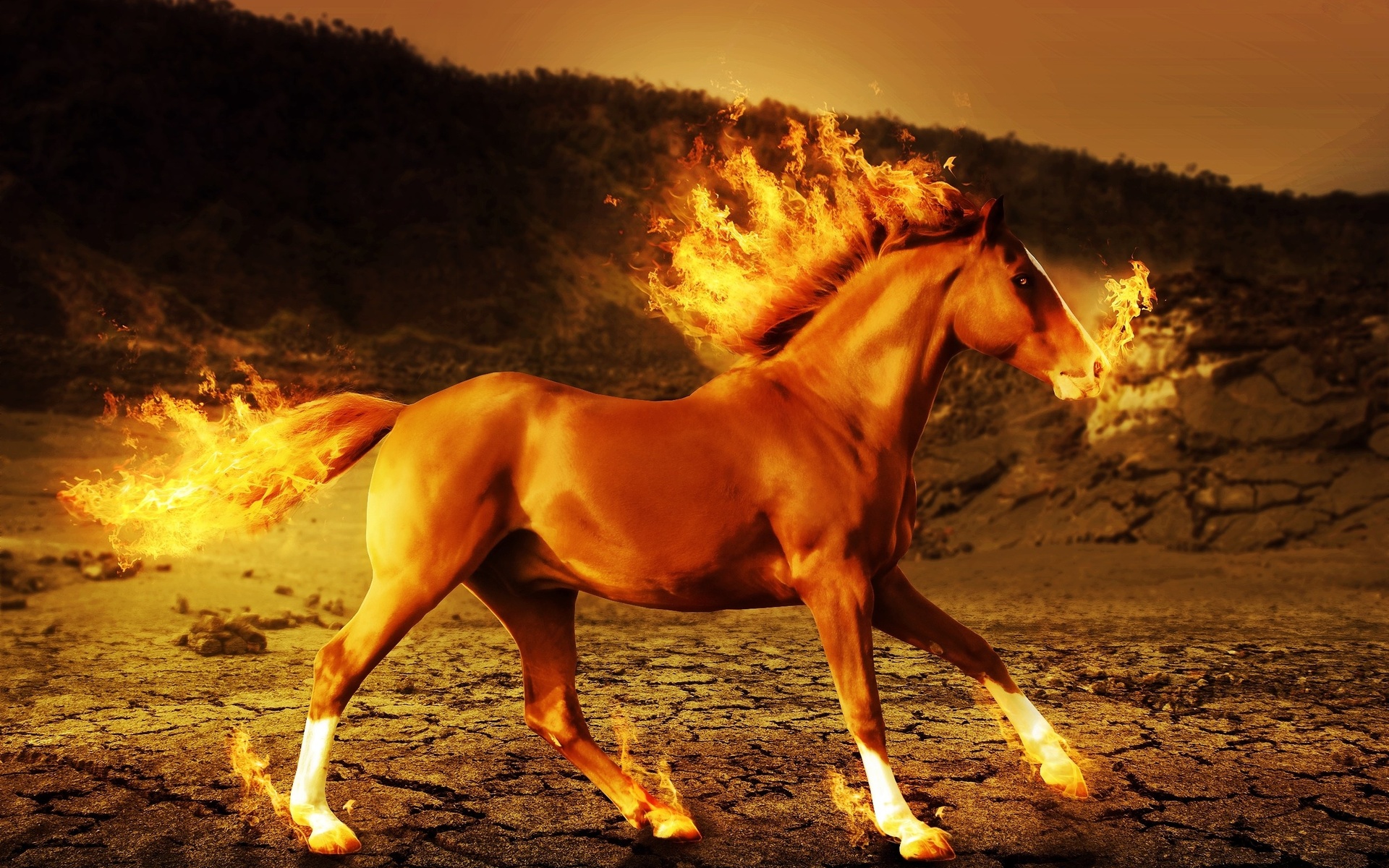 Horse Fire 3d Art Psychedelic G Wallpaper Background