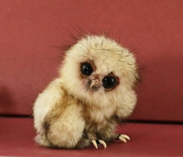 Thinking Baby Xd Owl