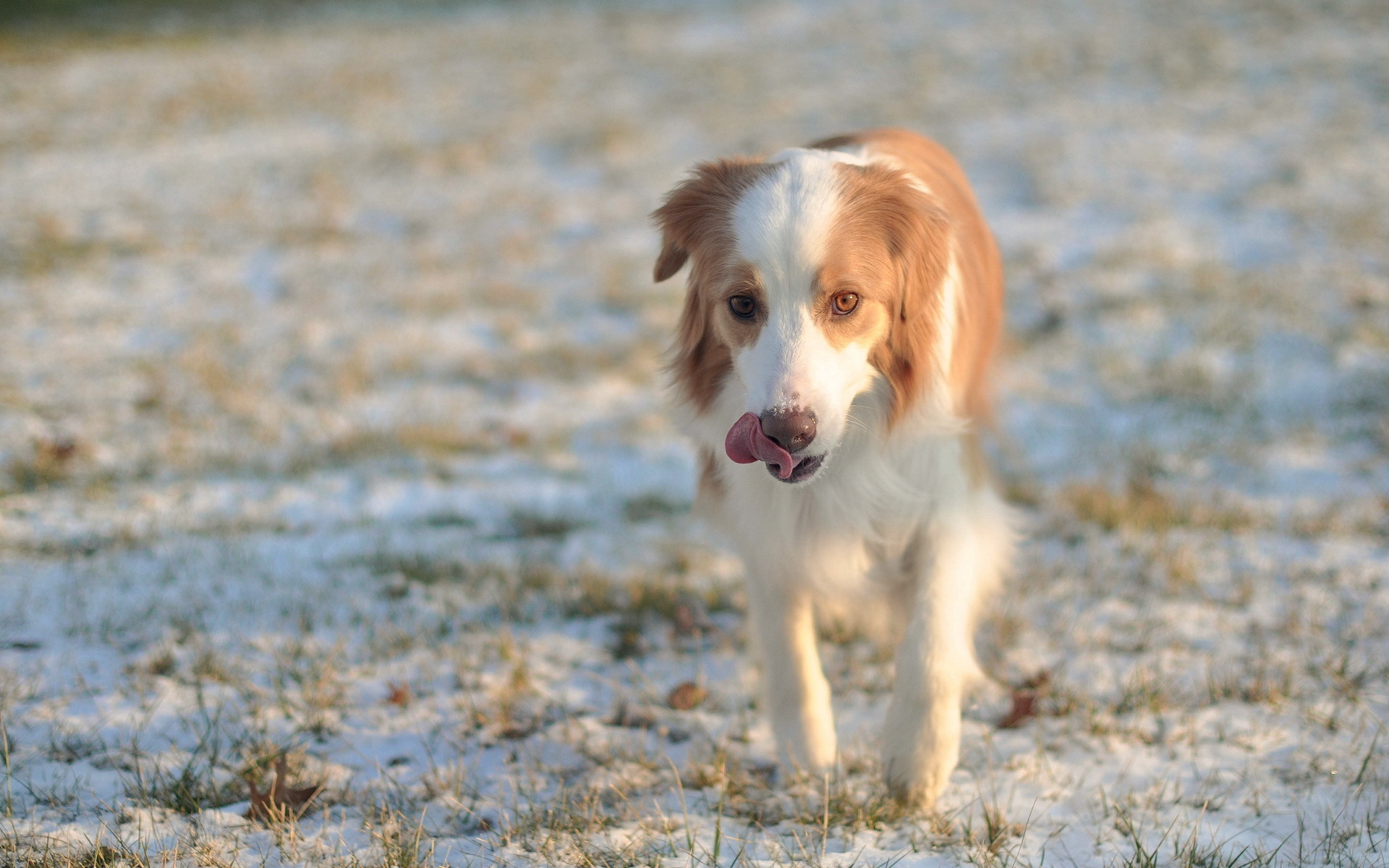 HD Image Of Dog Desktop Wallpaper Friend Winter For
