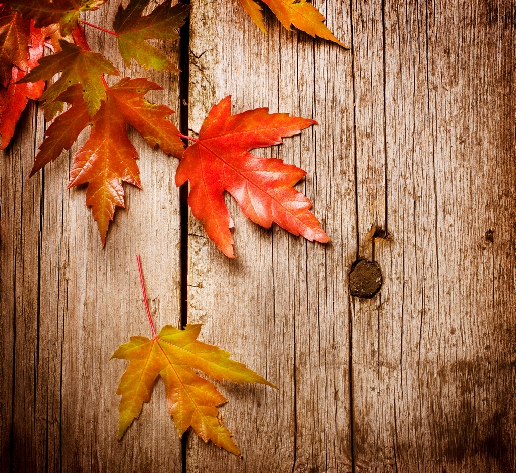 Autumn Leaves Wallpaper Teahub Io