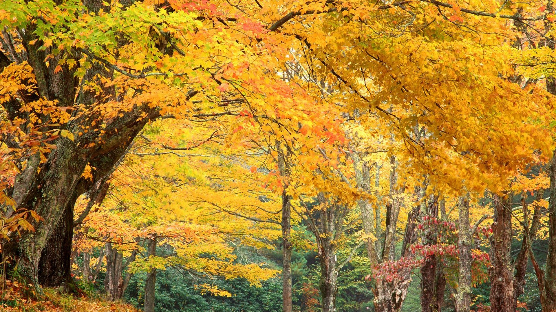 free-download-north-carolina-wallpaper-1920x1080-for-your-desktop