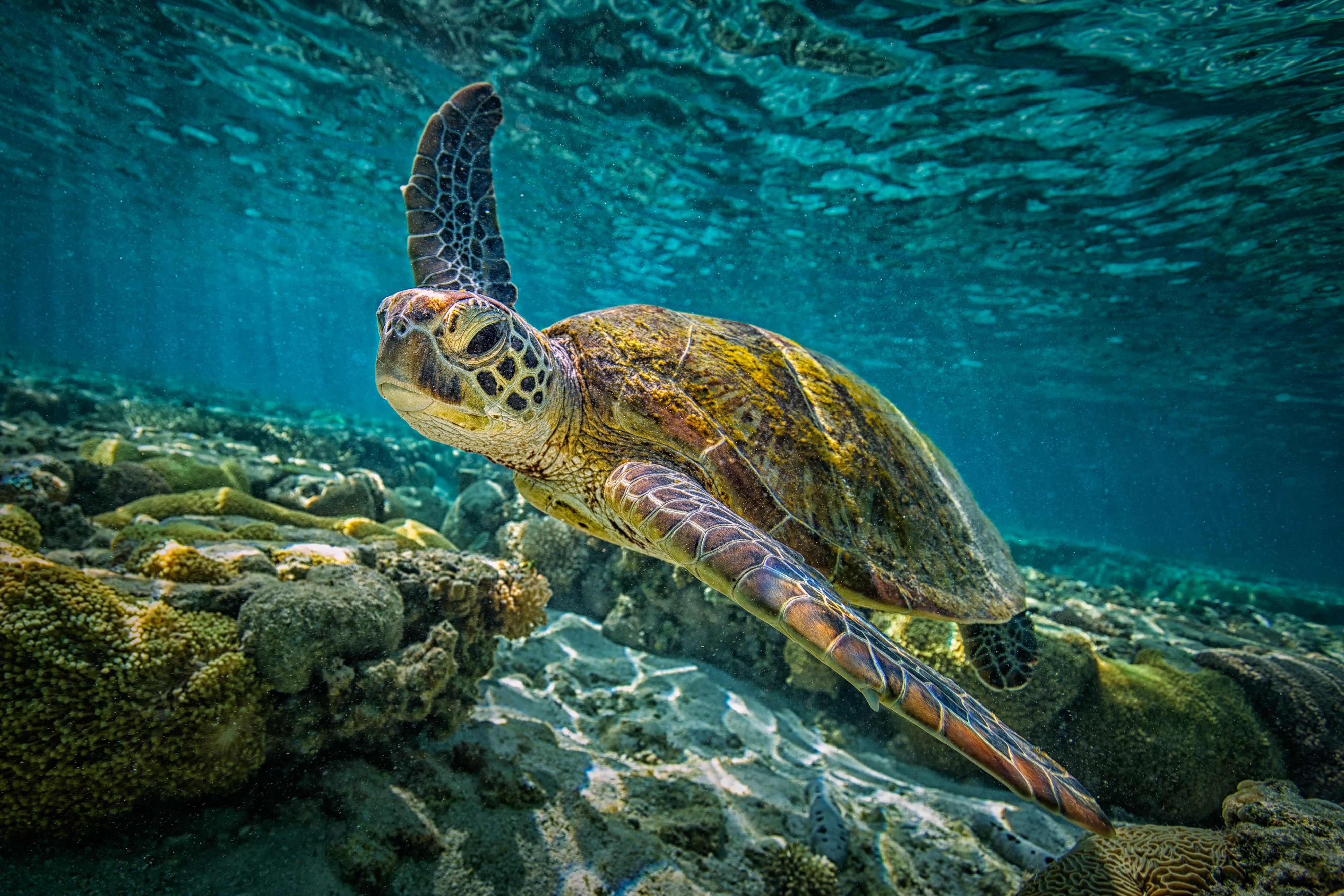 A vibrant green sea turtle glides through crystal-clear turquoise waters, its patterned shell catching the sunlight. The ocean floor below teems with colorful coral and marine life, creating a breathtaking underwater scene