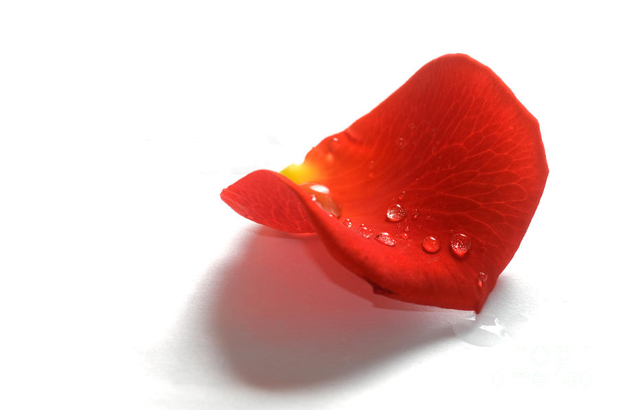 Rose Petal On White Background is a photograph by Michal Bednarek
